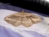 290449 – Photo : Moth-er – France (69)
